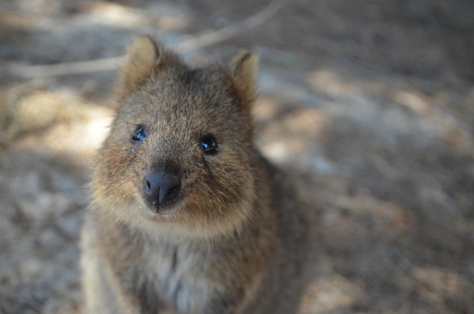 Cute Australian Animals That Can Kill You - Get More Anythink's